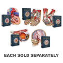 Dr. Livingston's Anatomy Jigsaw Puzzle - various